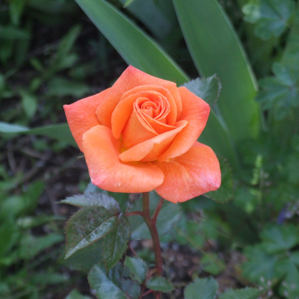 Challenging perception