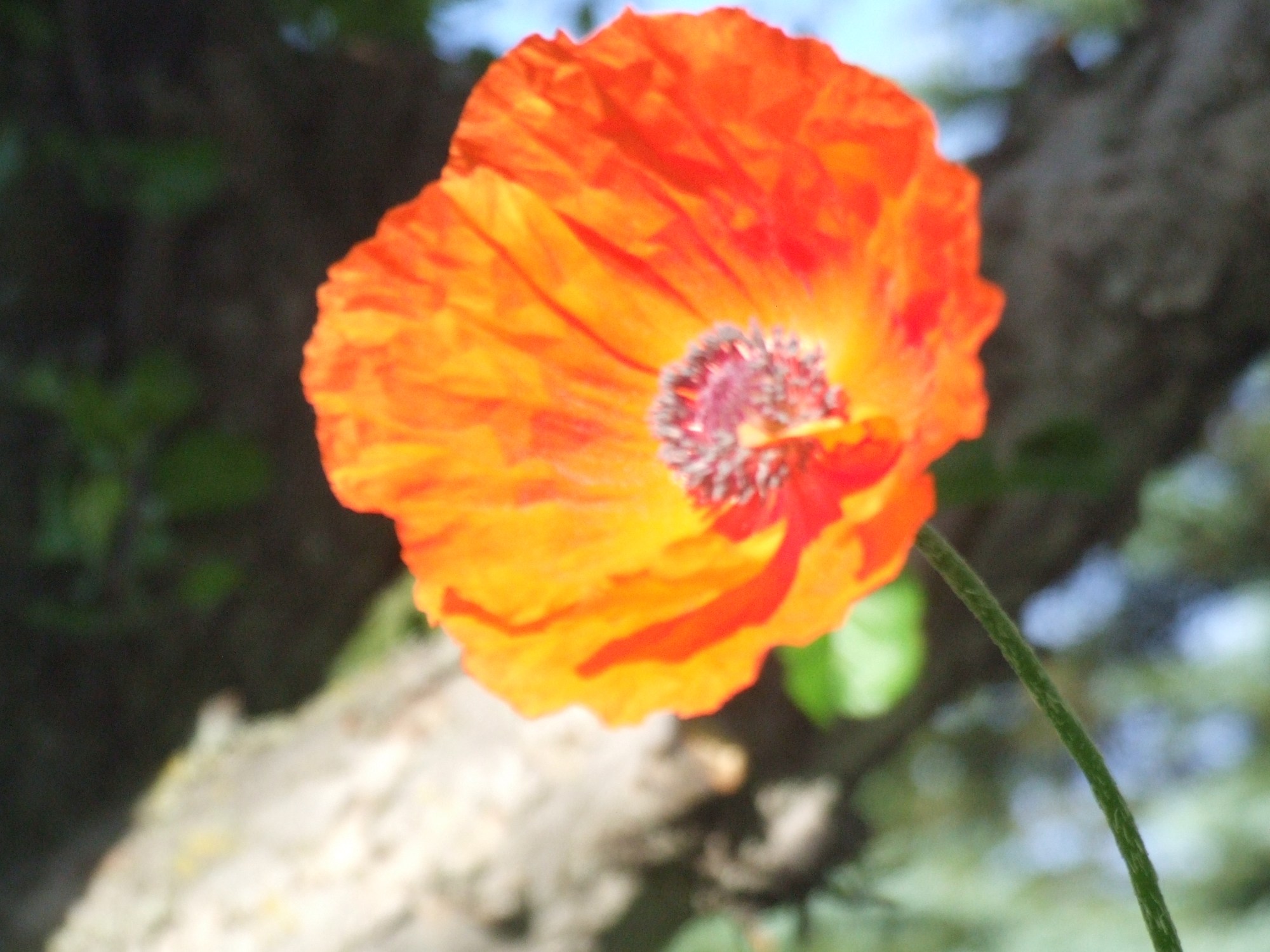 poppy jpeg Orange Poppy
