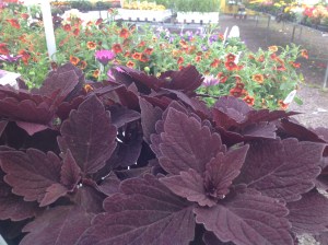 jpeg foliage and flowers 