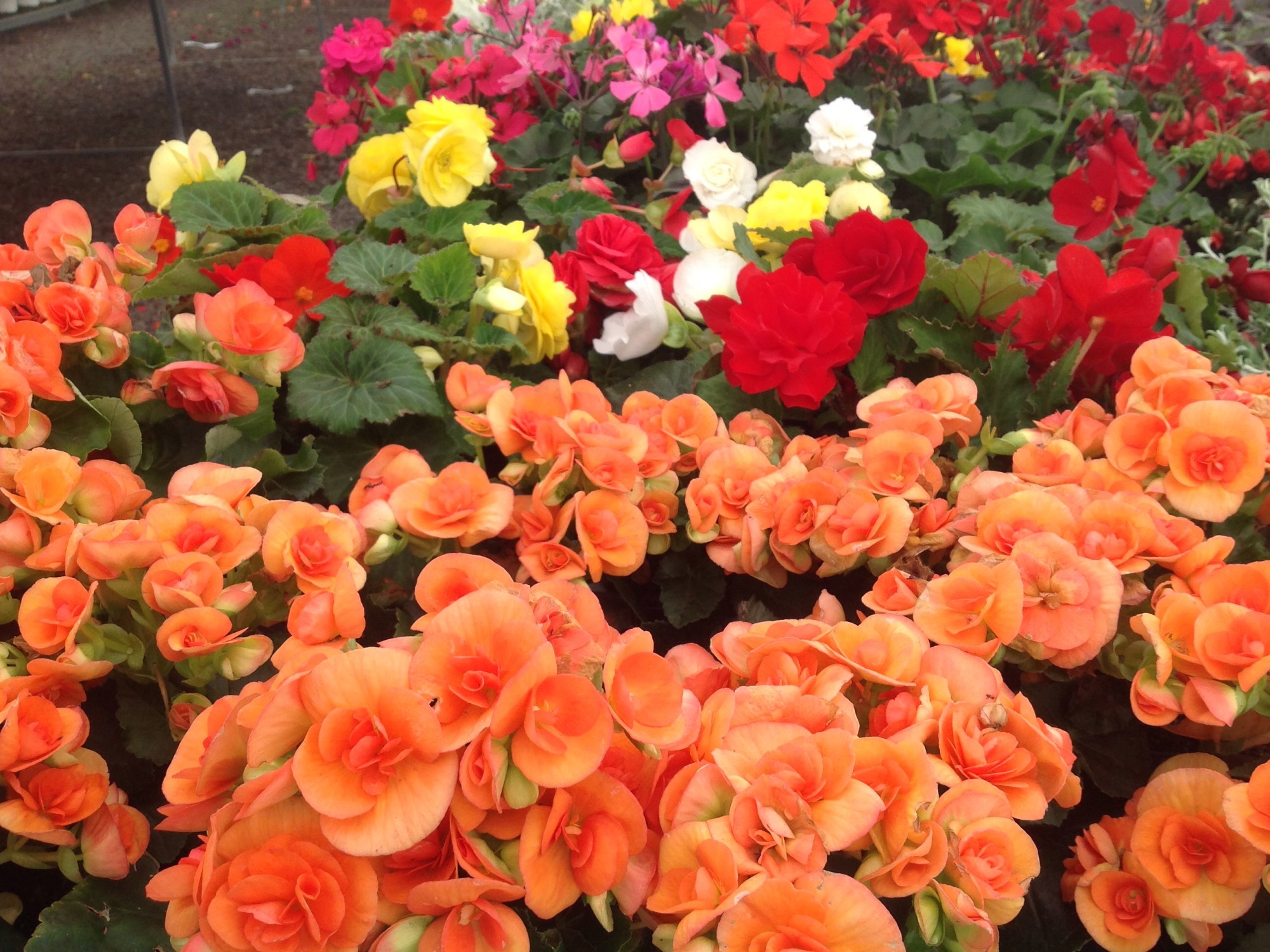 Jpeg annuals at Pat's IGA in Hancock