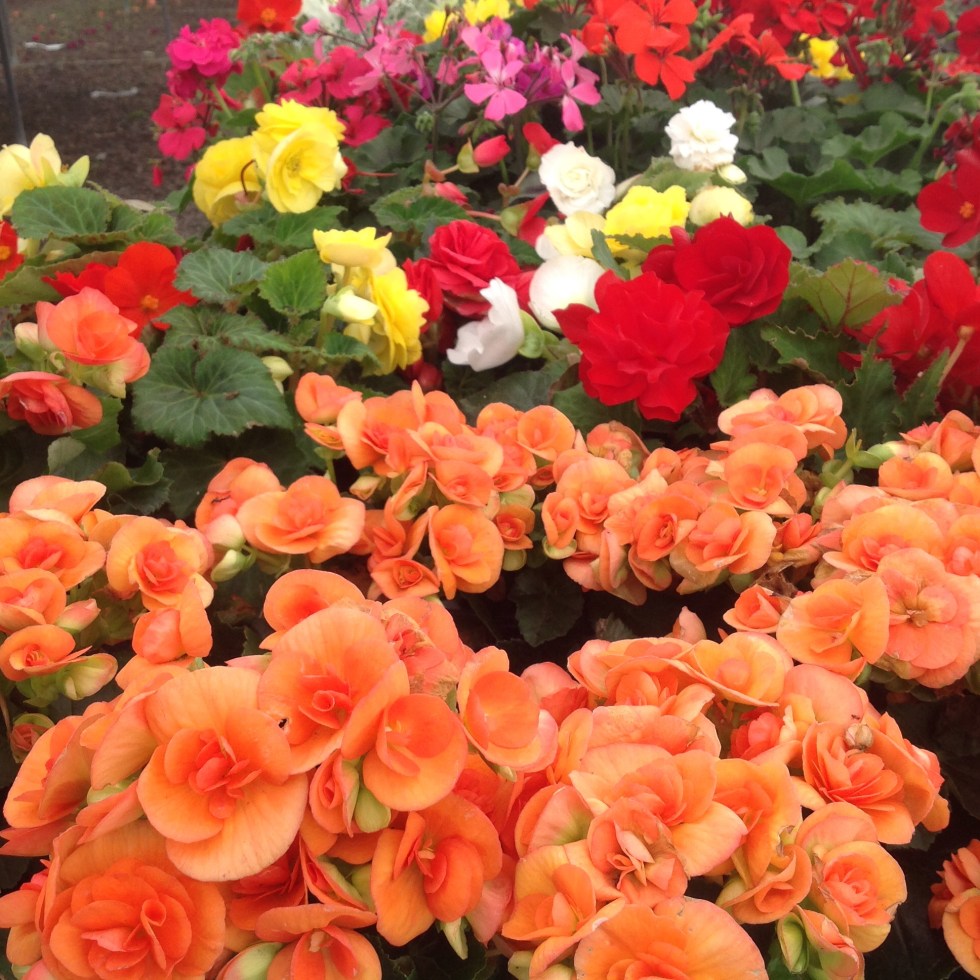 Jpeg annuals at Pat's IGA in Hancock