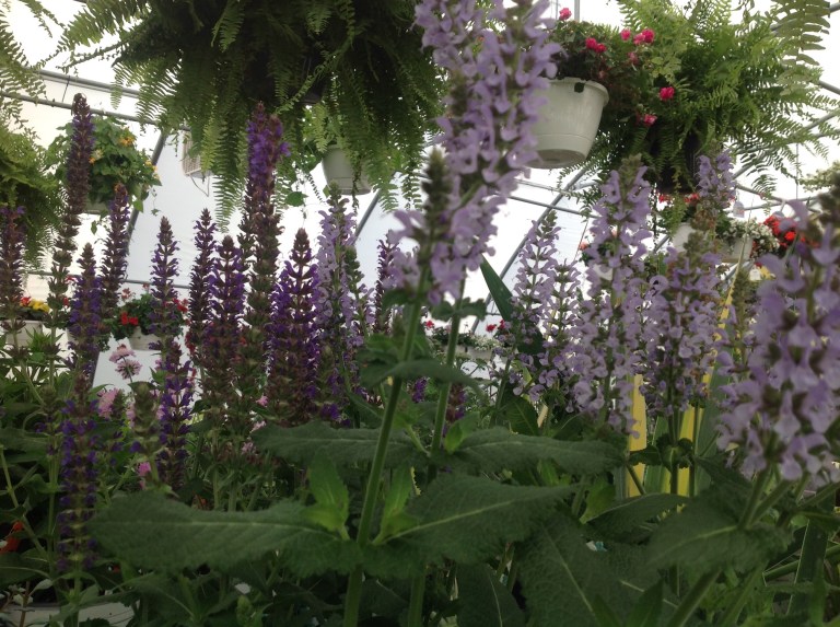 Perennials come back year after year, and if you choose either native plants or those that have a long history of flourishing in your growing zone, you will receive years of beauty and enjoyment with very little effort.  