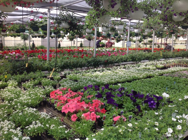 The greenhouse effect: Visiting a garden nursery can be an instant mood lifter.  