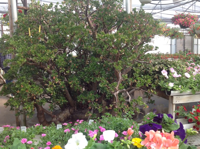 Jade Tree( jpeg image) This beautiful old succulent at Flowers By Sleeman in Houghton blossoms every year.  