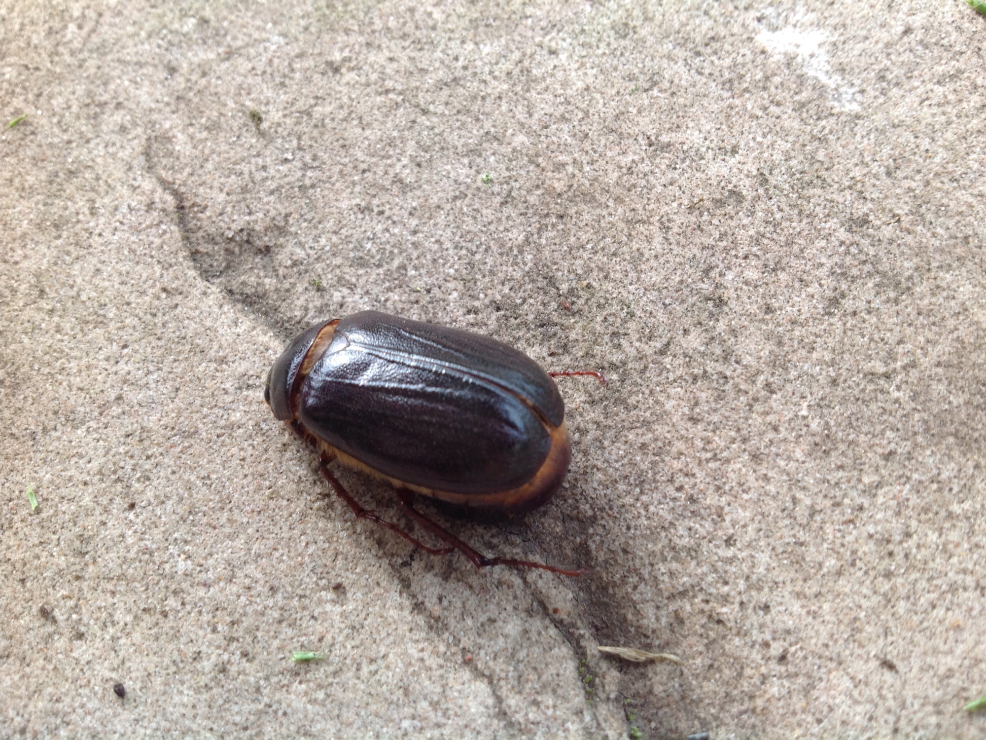 Beetle .jpeg