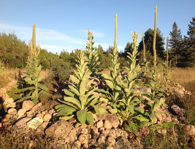 Mullein photo jpeg wildflowers in Upper Michigan 