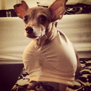 Chihuahuas don't normallywear bras, but with today's sizes they could.