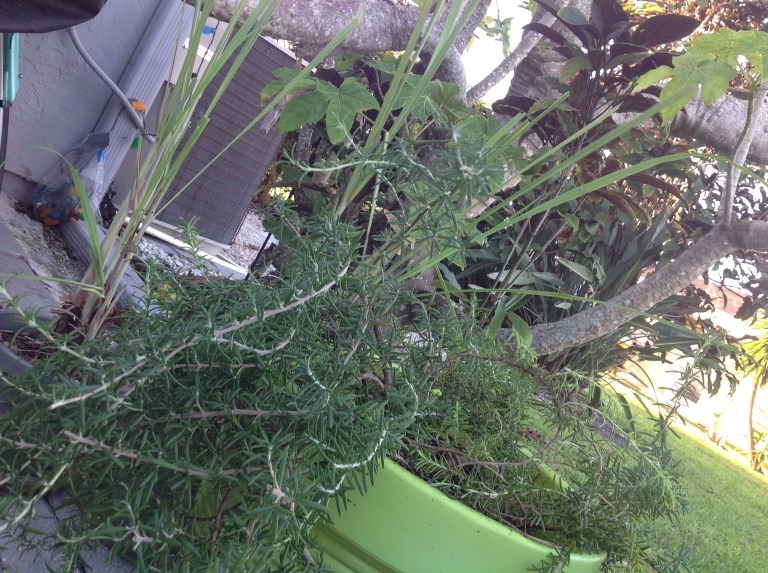 Rosemary officianalis and lemongrass thrive in the Florida fall garden.